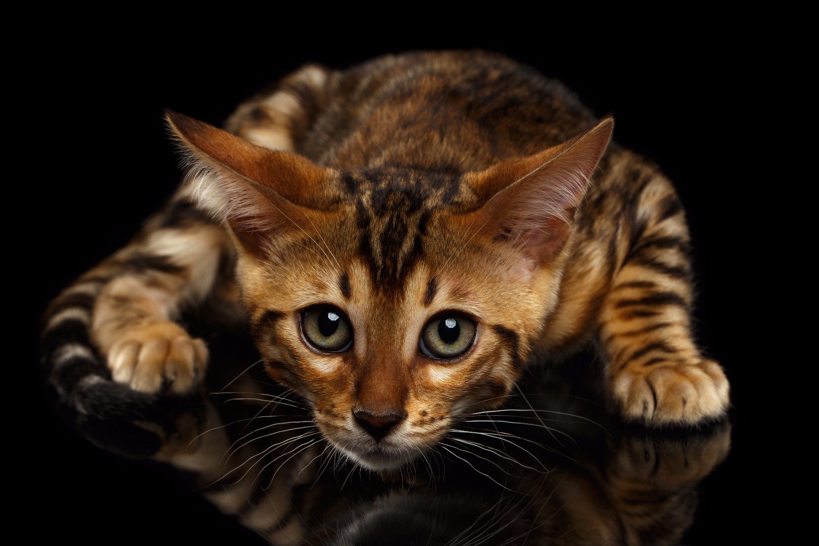 Brown Bengal Cat
