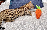 Brown Bengal kitten for sale.