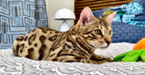 Brown Bengal kitten for sale.