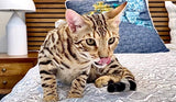 Brown Bengal kitten for sale.