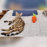 Brown Bengal kitten for sale.