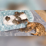 Brown baby bengal kittens for sale - Bengal Cats for sale near me - Brown, Silver & Snow Bengal kittens for Sale
