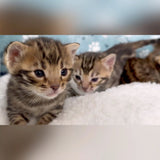 Brown baby bengal kittens for sale - Bengal Cats for sale near me - Brown, Silver & Snow Bengal kittens for Sale