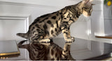Charcoal Bengal kittens for sale - Bengal Cats for sale near me - Brown, Silver & Snow Bengal kittens for Sale