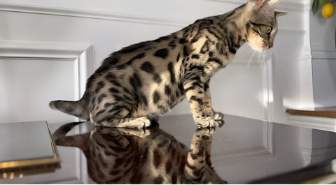 Charcoal Bengal kittens for sale - Bengal Cats for sale near me - Brown, Silver & Snow Bengal kittens for Sale