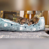 Brown baby bengal kittens for sale - Bengal Cats for sale near me - Brown, Silver & Snow Bengal kittens for Sale
