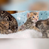 Brown baby bengal kittens for sale - Bengal Cats for sale near me - Brown, Silver & Snow Bengal kittens for Sale