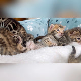 Brown baby bengal kittens for sale - Bengal Cats for sale near me - Brown, Silver & Snow Bengal kittens for Sale