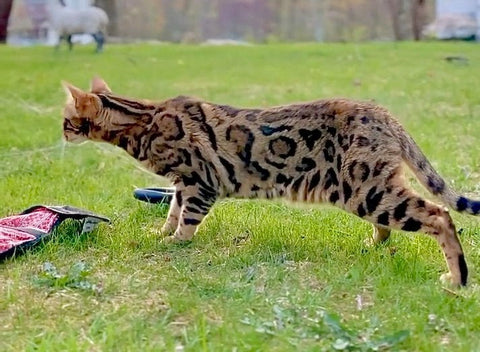 Brown Bengal  cat for sale - Retired - Bengal Cats for sale near me - Brown, Silver & Snow Bengal kittens for Sale