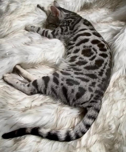 Charcoal Bengal Kitten for Sale Bengal Cats for sale near me