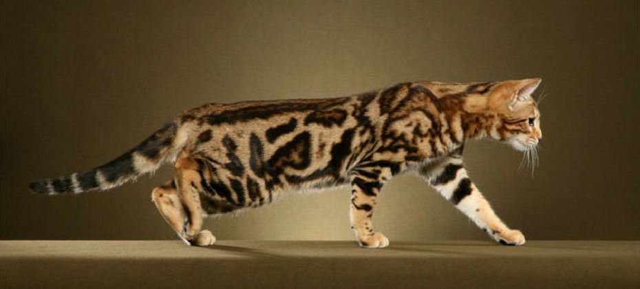 Marble Bengal Cat