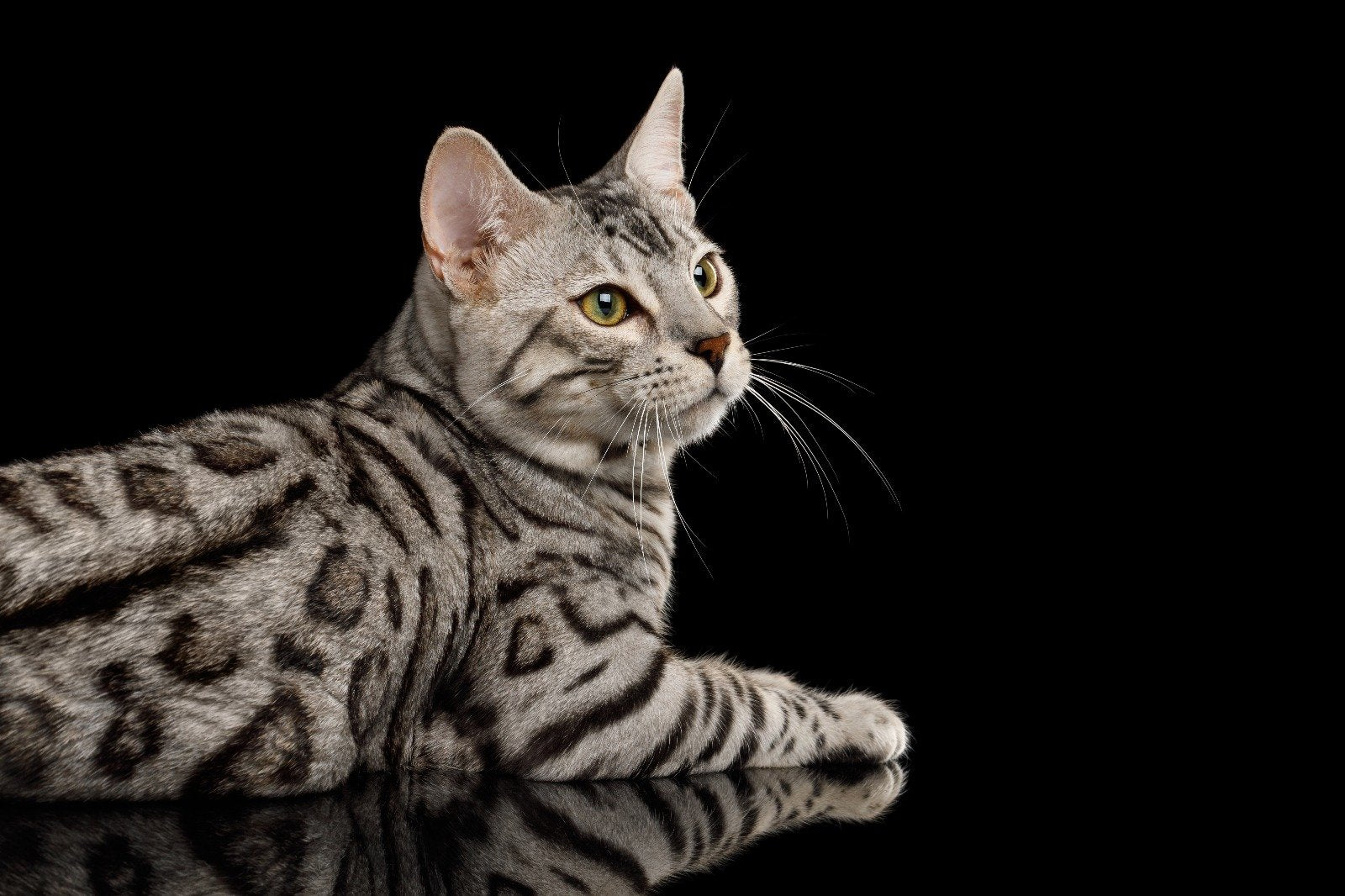 Silver Bengal Cat