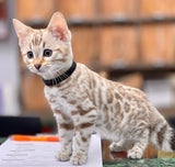 Male Snow White Bengal kitten for sale - Bengals Kittens Hypoallergenic Cat - Bengal Cats for sale near me - Brown, Silver & Snow Bengal kittens for Sale