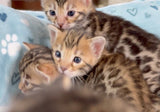 Brown baby bengal kittens for sale - Bengal Cats for sale near me - Brown, Silver & Snow Bengal kittens for Sale