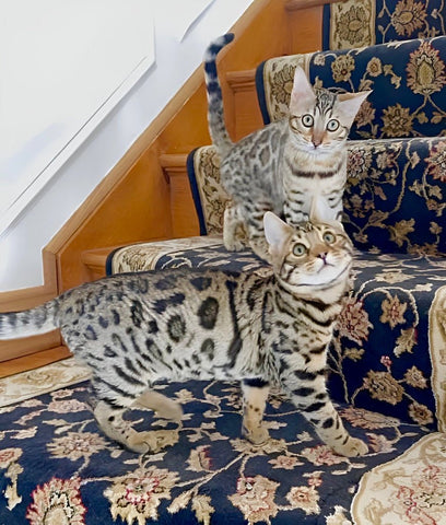 Male bengal kitten for sale - Bengal Cats for sale near me - Brown, Silver & Snow Bengal kittens for Sale