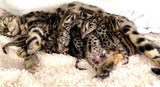 Silver and Charcoal Bengal Kittens for sale - Bengal Cats for sale near me - Brown, Silver & Snow Bengal kittens for Sale