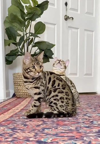 Brown Charcoal Bengal Kitten for sale