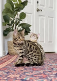 Brown Charcoal Bengal Kitten for sale