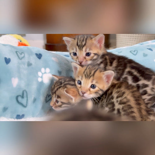 Women - Bengal Cats for sale near me - Brown, Silver & Snow Bengal