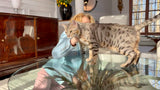 Retired silver bengal cat for sale - Bengal Cats for sale near me - Brown, Silver & Snow Bengal kittens for Sale