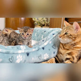 Brown baby bengal kittens for sale - Bengal Cats for sale near me - Brown, Silver & Snow Bengal kittens for Sale