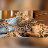Brown baby bengal kittens for sale - Bengal Cats for sale near me - Brown, Silver & Snow Bengal kittens for Sale