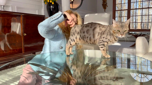 Retired silver bengal cat for sale - Bengal Cats for sale near me - Brown, Silver & Snow Bengal kittens for Sale