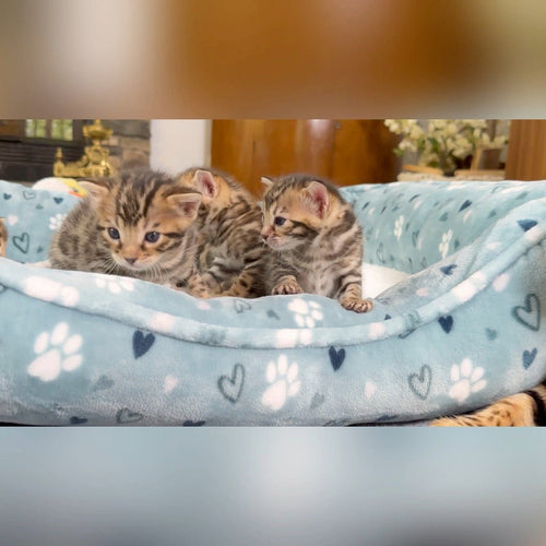 Bengal Kittens for sale Bengal Cats for sale near me Brown