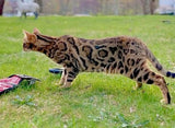 Brown Bengal  cat for sale - Retired - Bengal Cats for sale near me - Brown, Silver & Snow Bengal kittens for Sale