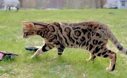 Brown Bengal  cat for sale - Retired - Bengal Cats for sale near me - Brown, Silver & Snow Bengal kittens for Sale