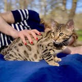 Brown Bengal Cat Baby for sale