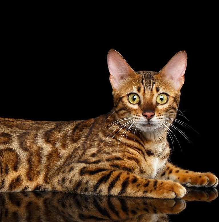 Bengal Kittens for sale