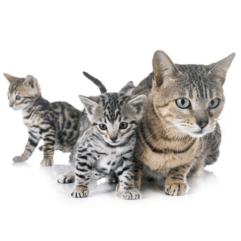 Brown Bengal kittens for sale - Bengal Cats for sale near me - Brown, Silver & Snow Bengal kittens for Sale