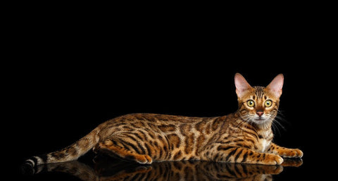 Free Guide to buying a Bengal Cat - Bengal Cats for sale near me - Brown, Silver & Snow Bengal kittens for Sale