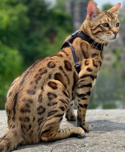 Brown spotted Bengal kitten - Hypoallergenic Cat - Bengal Cats for sale near me - Brown, Silver & Snow Bengal kittens for Sale