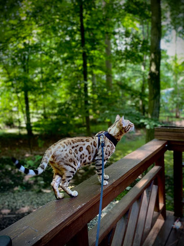 Silver spotted Bengal kitten for Sale - Bengal Cats for sale near me - Brown, Silver & Snow Bengal kittens for Sale