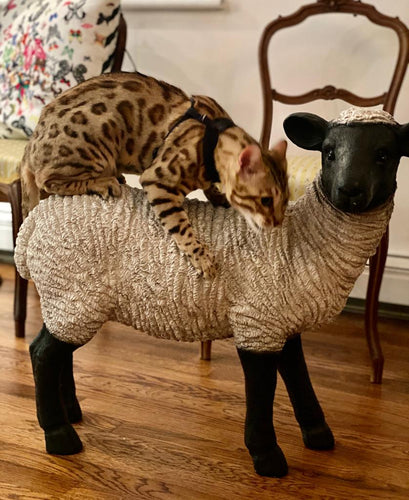 Brown spotted Bengal kitten for Sale - Bengal Cats for sale near me - Brown, Silver & Snow Bengal kittens for Sale