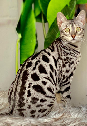 Silver Bengal Kitten for Sale (Request a Quote) - Bengal Cats for sale near me - Brown, Silver & Snow Bengal kittens for Sale