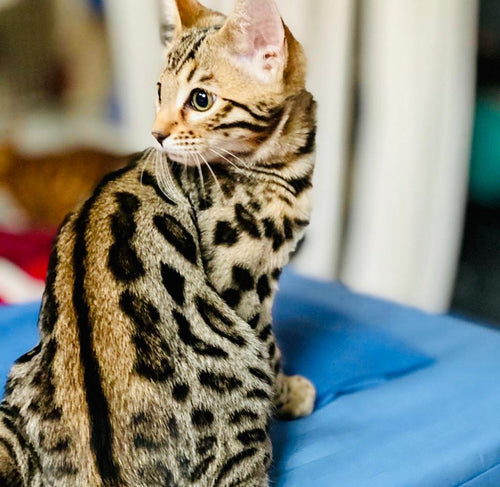 Brown spotted Bengal kitten for Sale - Bengal Cats for sale near me - Brown, Silver & Snow Bengal kittens for Sale