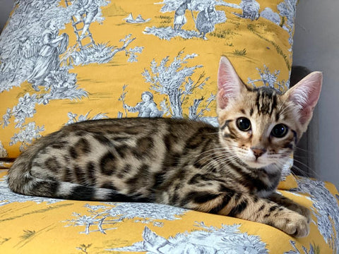 Brown spotted Bengal kitten for Sale - Bengal Cats for sale near me - Brown, Silver & Snow Bengal kittens for Sale
