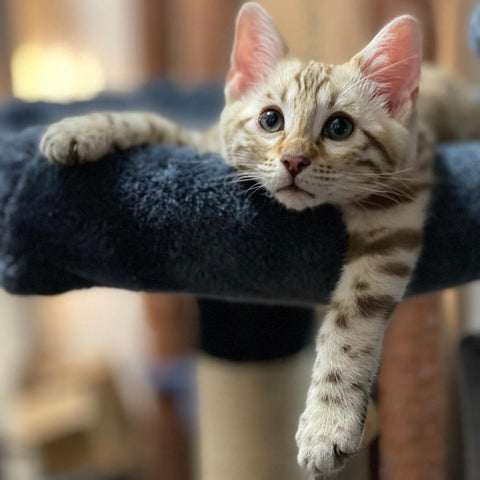 Snow Male Bengal Kitten for Sale - Bengal Cats for sale near me - Brown, Silver & Snow Bengal kittens for Sale