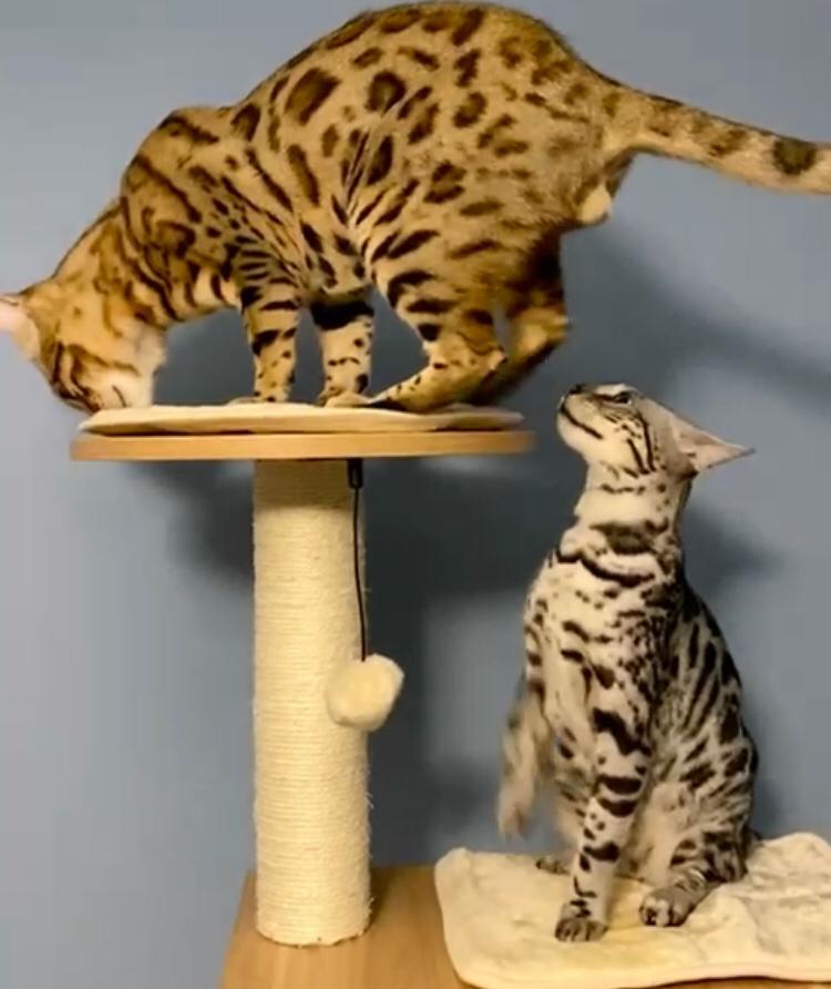 Spotted kittens hot sale for sale