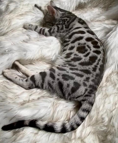 Charcoal Bengal Kitten for Sale - Bengal Cats for sale near me - Brown, Silver & Snow Bengal kittens for Sale